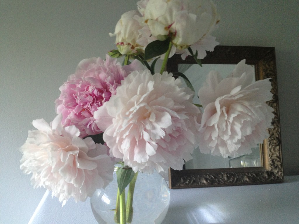Pink peonies from the garden.