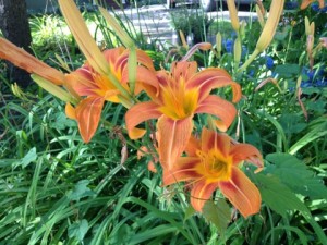 Tiger lilies abound in the summer