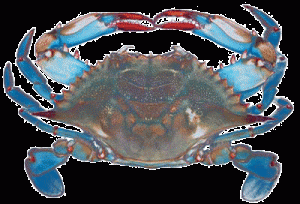 Maryland Blue Crab.