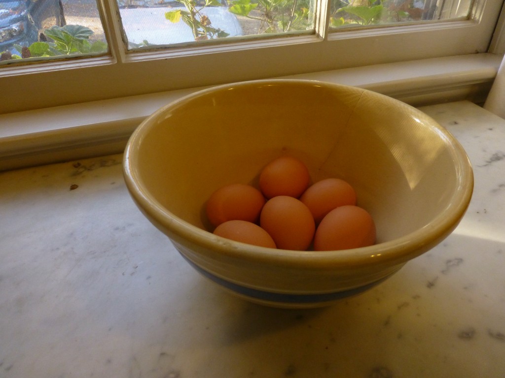 Eggs-in-Bowl
